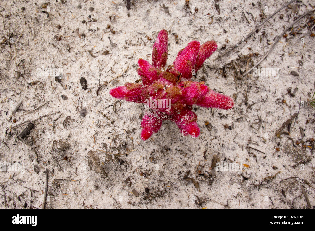 Red Broomrape (Hyobanche sanguinea, a parasitic plant, Cape area, South Africa Stock Photo