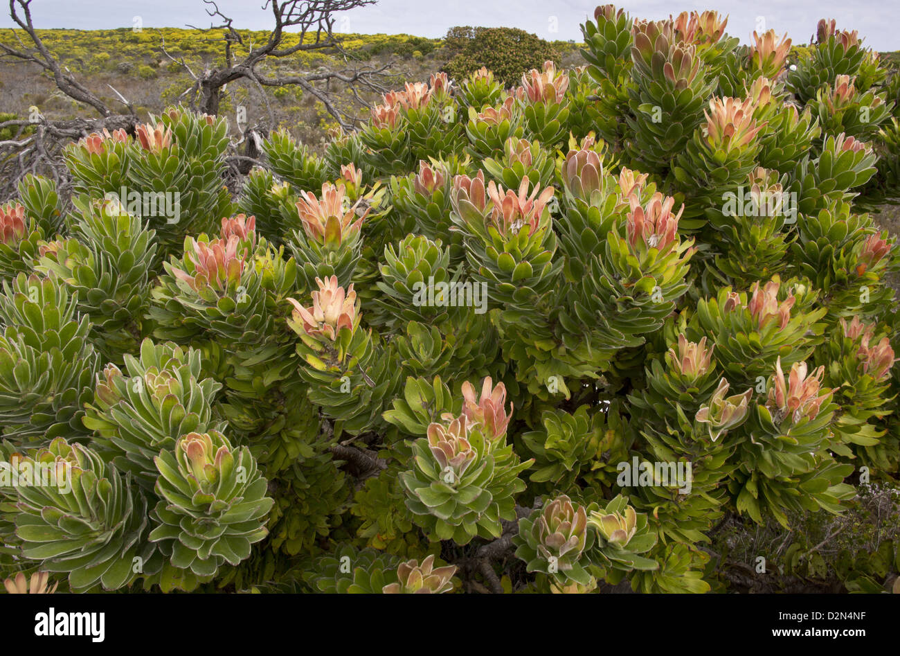 Common mimetes (Mimetes cucullata) in flower, Table Mountain National Park, South Africa. Stock Photo