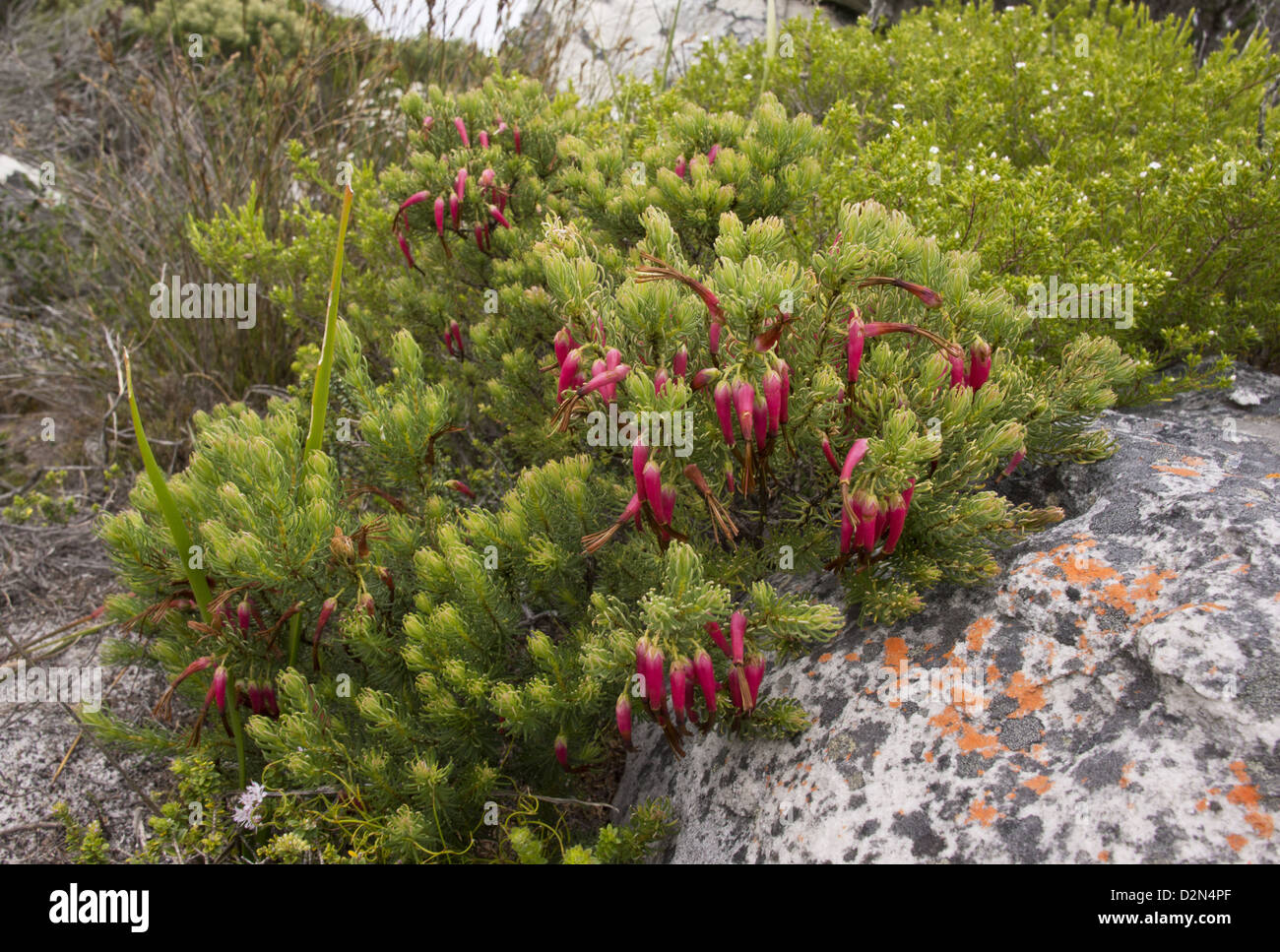 Plukenet's heath (Erica plukenetii) in fynbos, Table Mountain, South Africa Stock Photo