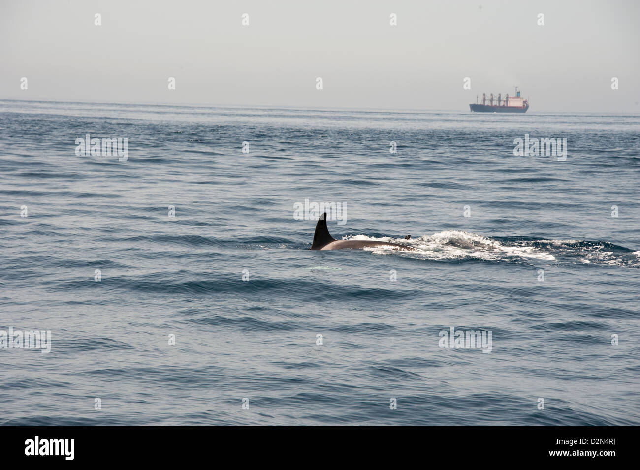 Orcas in the Straits of Gibraltar, Europe Stock Photo