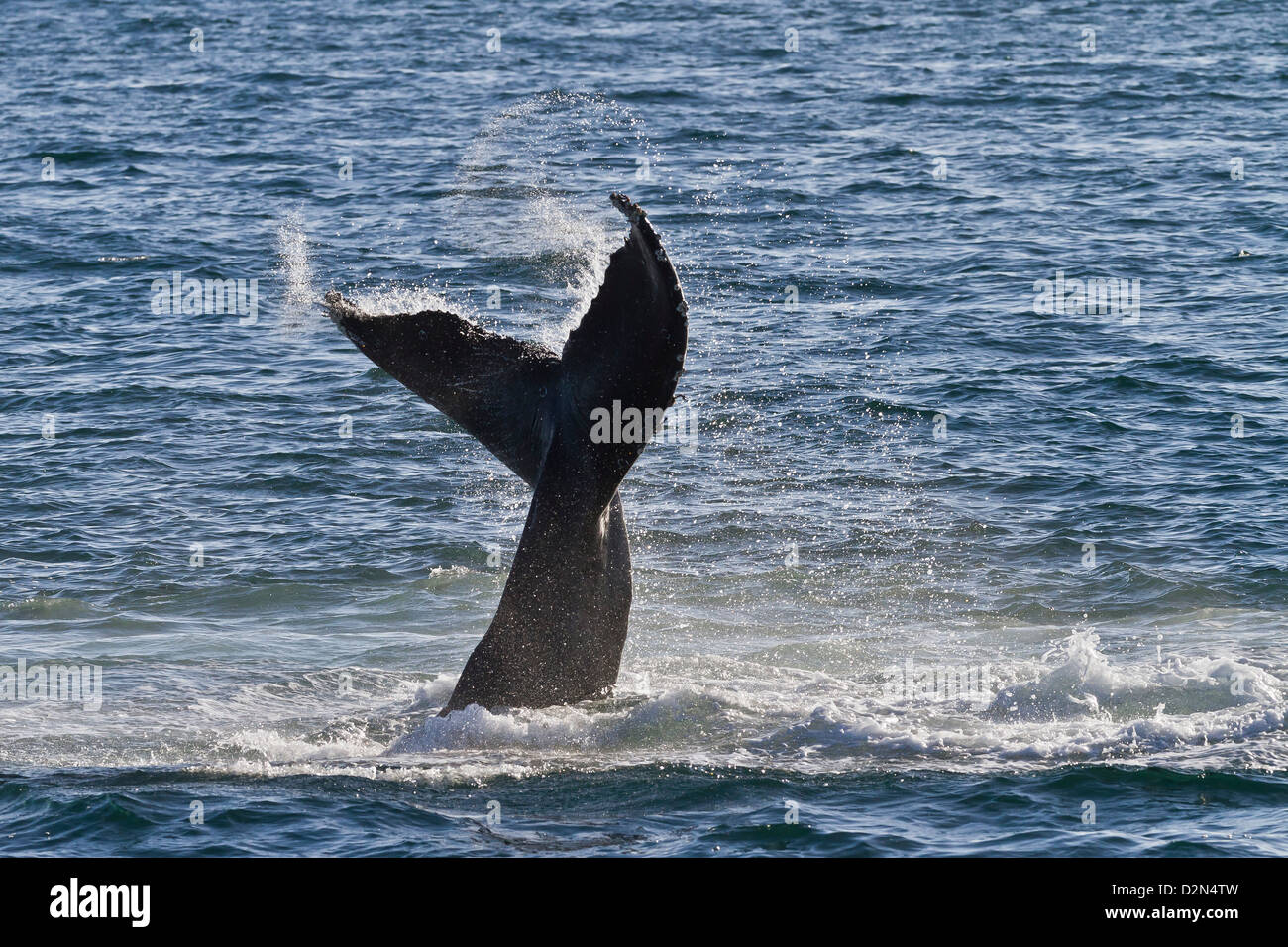 Humpback whale (Megaptera novaeangliae) tail slap, Gulf of California (Sea of Cortez), Baja California Sur, Mexico Stock Photo