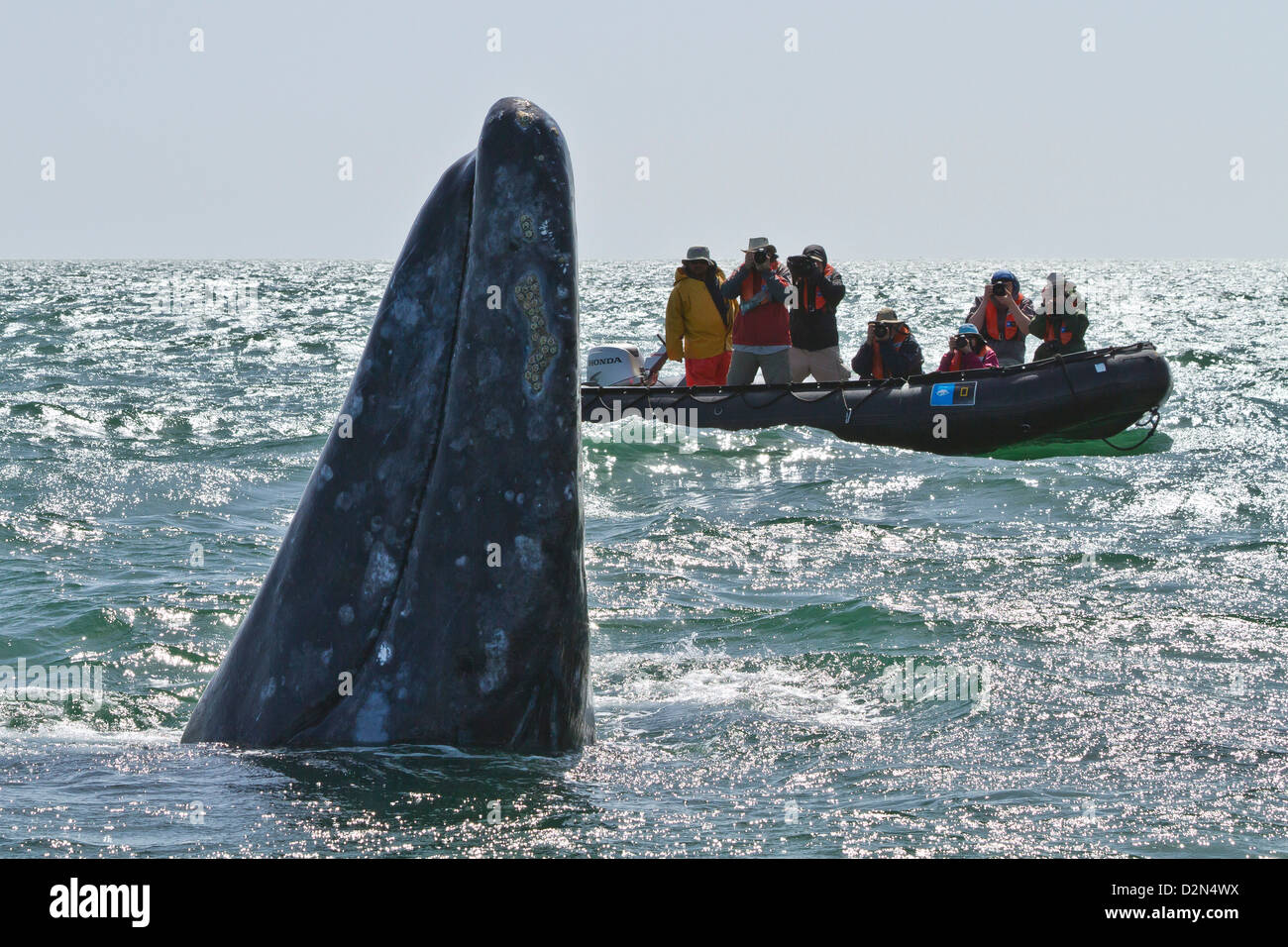 California gray whale (Eschrichtius robustus) and excited whale watchers, San Ignacio Lagoon, Baja California Sur, Mexico Stock Photo