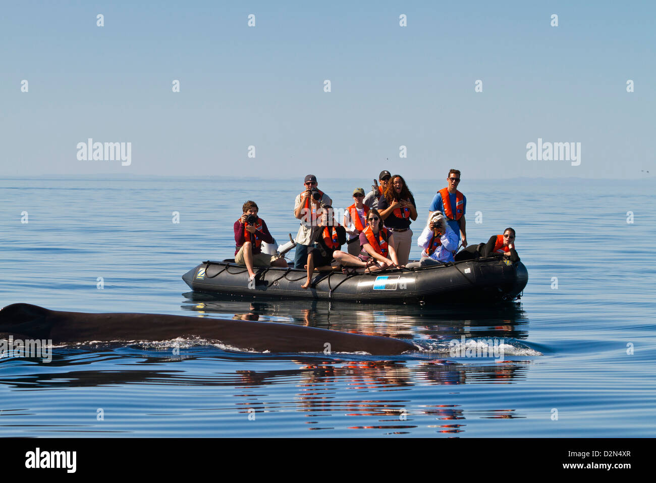 Sperm whale near zodiac, Isla San Pedro Martir, Gulf of California (Sea of Cortez), Baja California Norte, Mexico Stock Photo