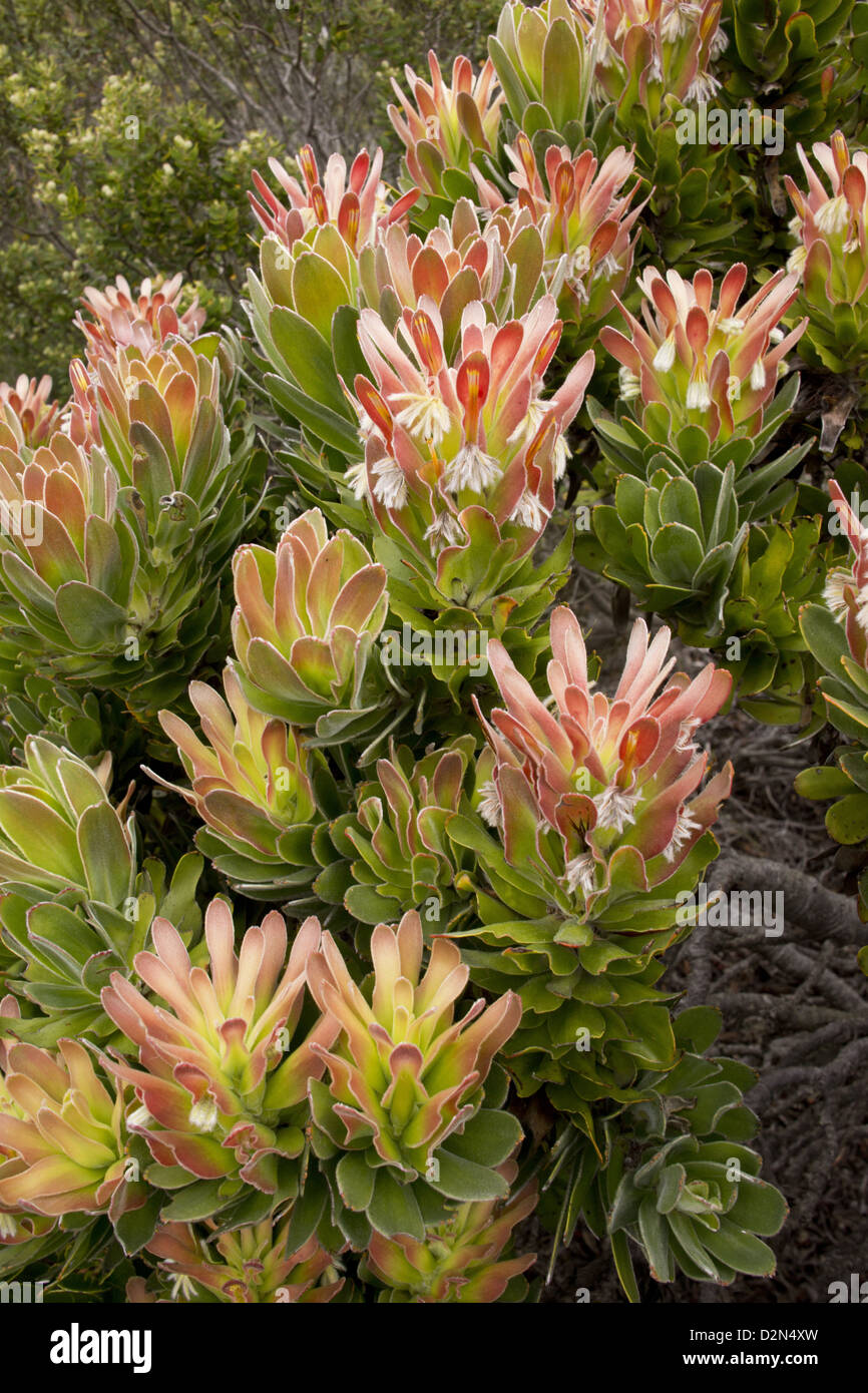 Common mimetes (Mimetes cucullata) in flower, Table Mountain National Park, South Africa. Stock Photo