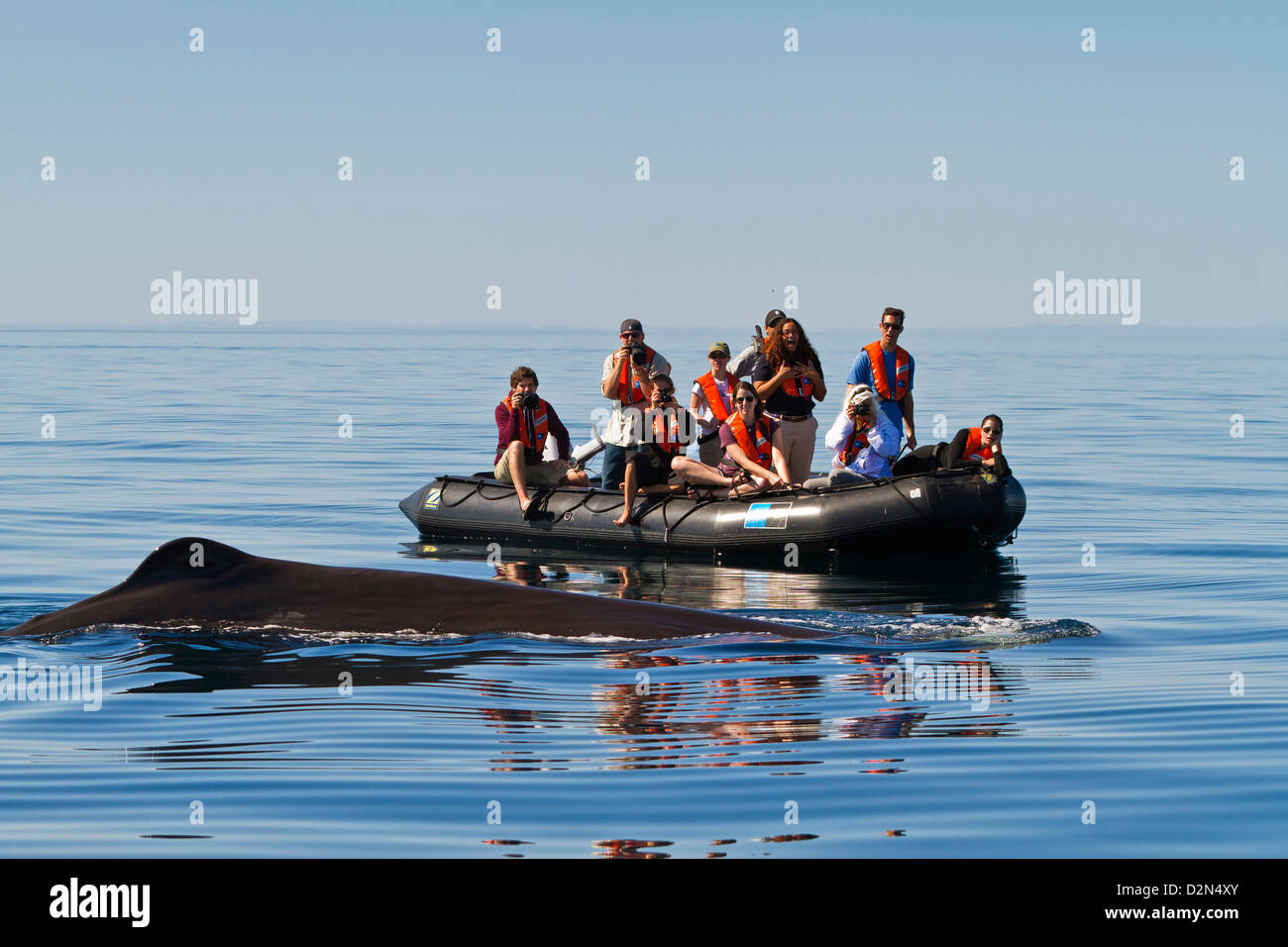 Sperm whale near zodiac, Isla San Pedro Martir, Gulf of California (Sea of Cortez), Baja California Norte, Mexico Stock Photo
