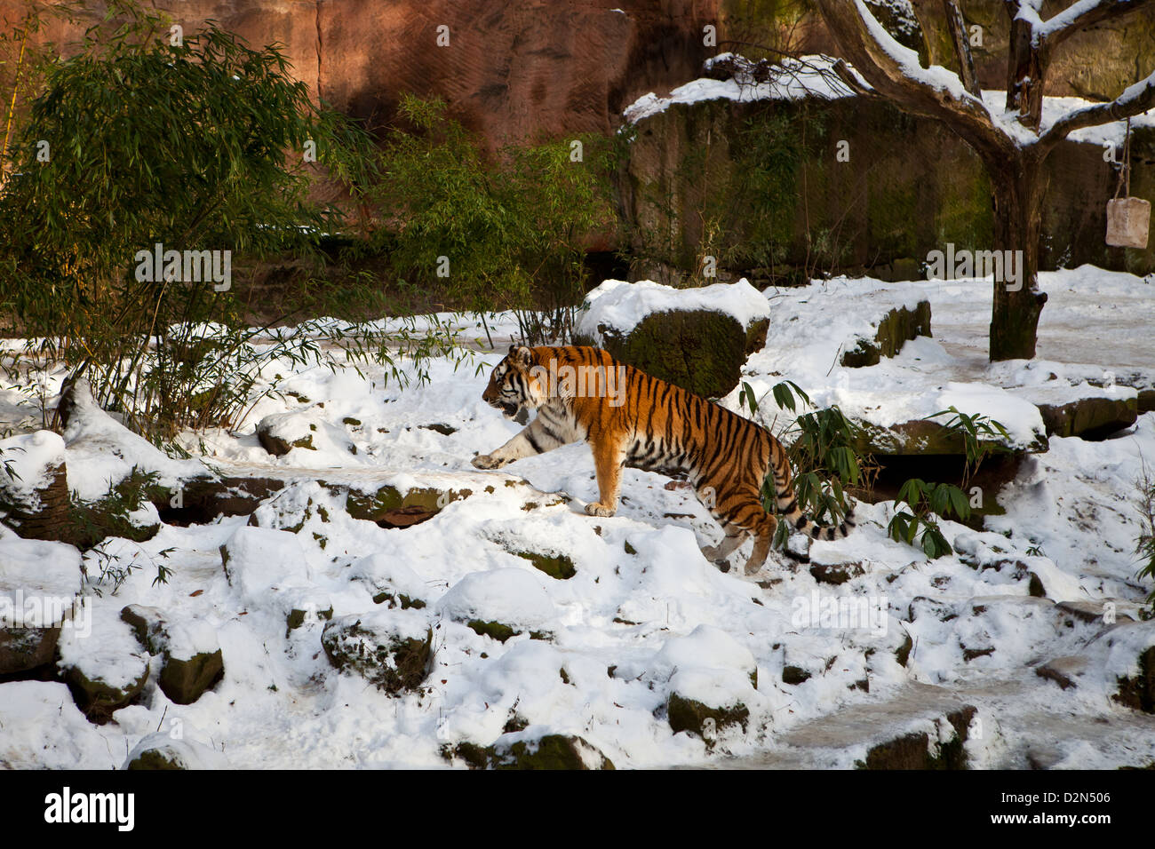 Tiger Enclosure, Nuremberg Zoo, Bavaria, Germany Stock Photo