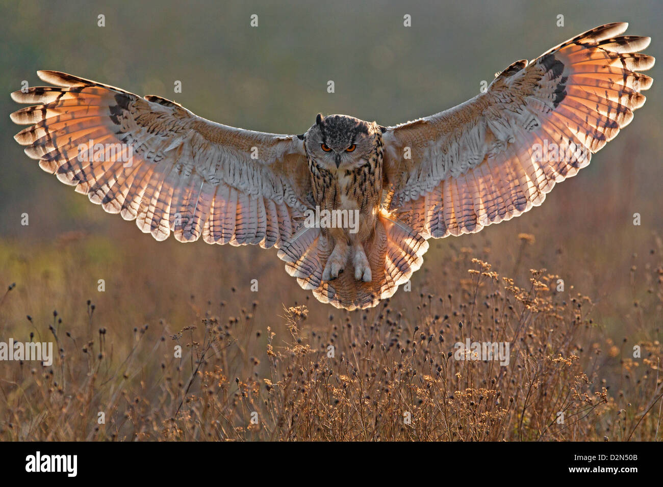 owl with wings spread
European Eagle Owl with wings spread, backlit Stock Photo: 53325339 ... owl with wings spread
European Eagle Owl with wings spread, backlit Stock Photo: 53325339 ...