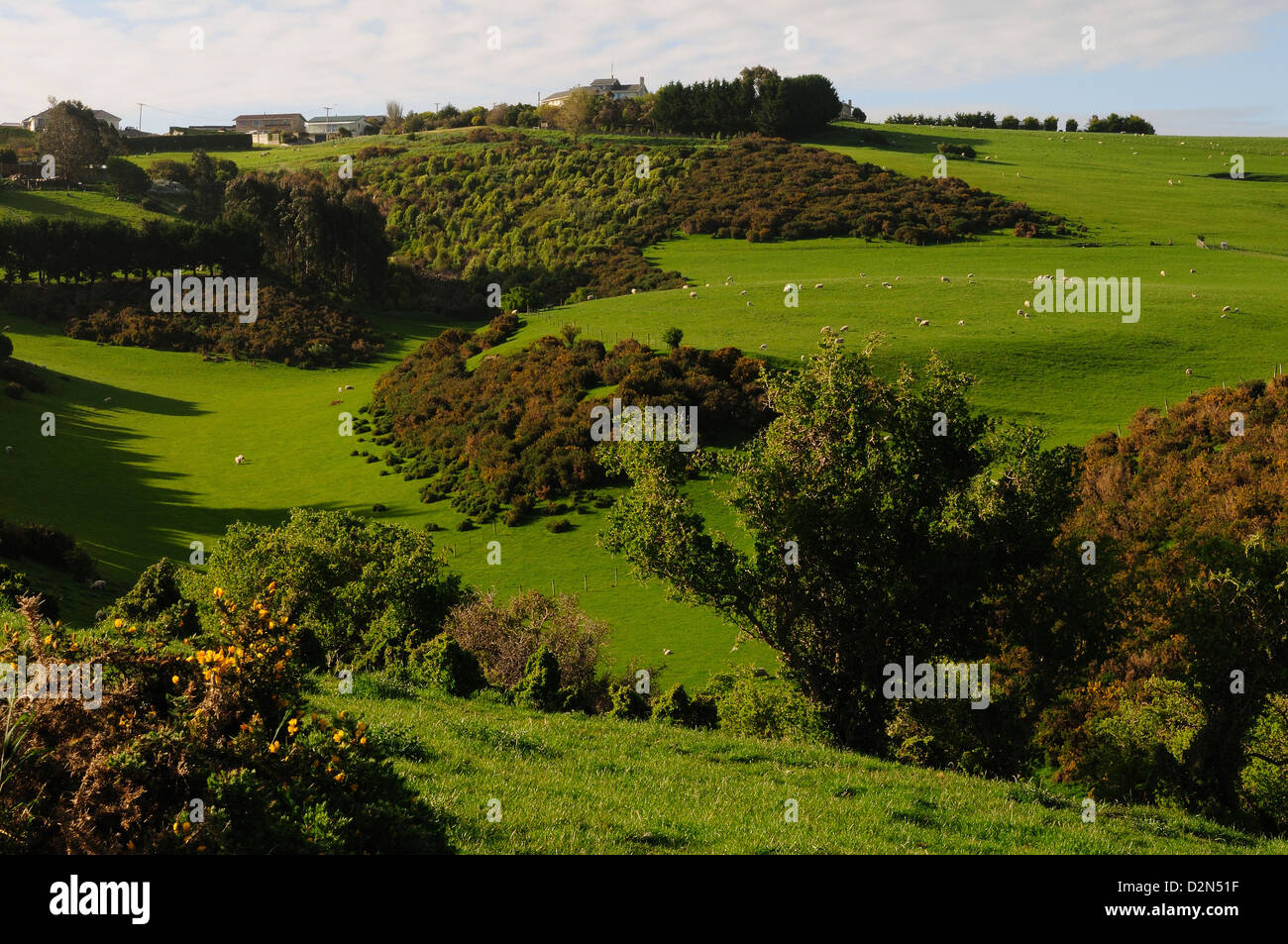 Rolling plains of Otago Peninsula, South Island, New Zealand, Pacific Stock Photo