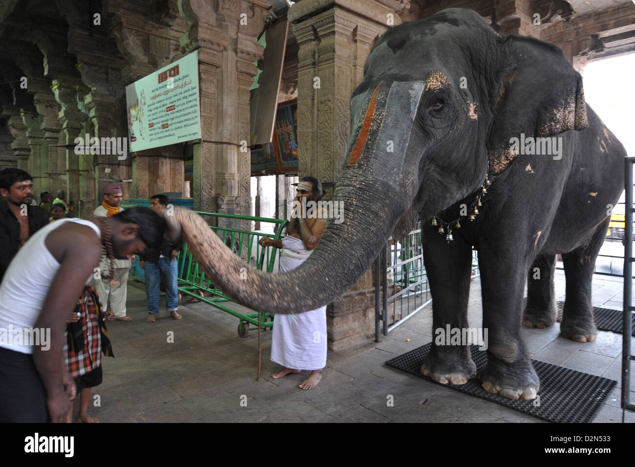 Elephant blessing, Srirangam, Tamil Nadu, India, Asia Stock Photo