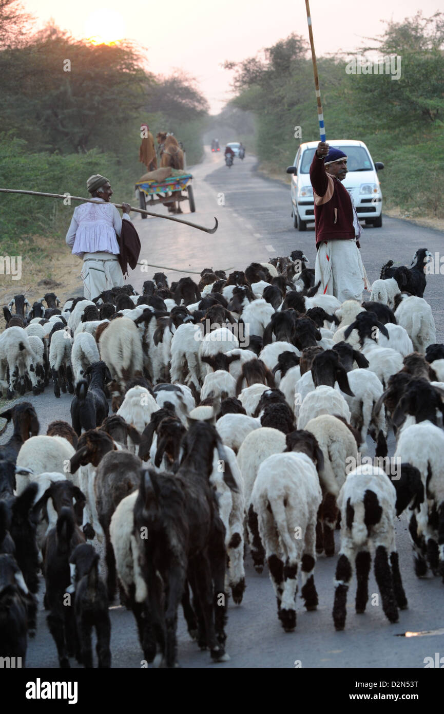 Shepherd herding his sheep, Gujarat, India, Asia Stock Photo