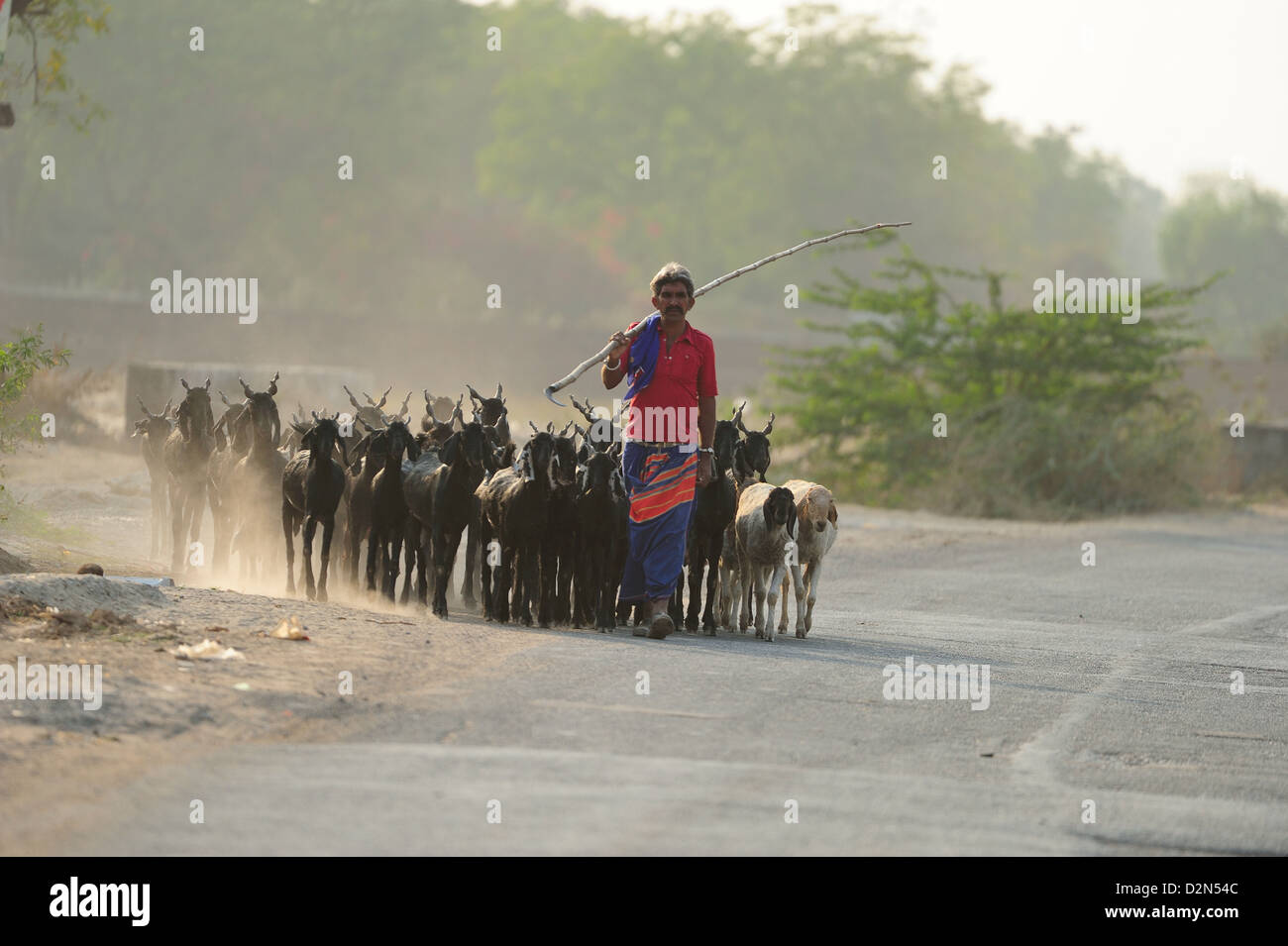 Shepherd returning home, Gujarat, India, Asia Stock Photo