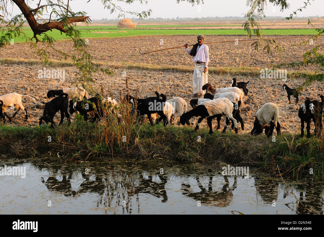 A shepherd herds his sheep along the cultivated land, Gujarat, India, Asia Stock Photo