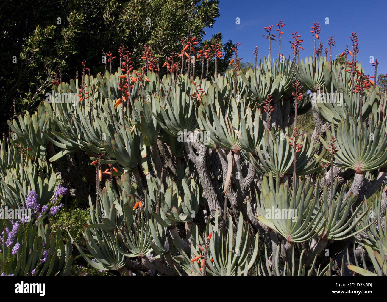 The Fan Aloe (Aloe plicatilis) in flower. South Africa. Uncommon shrubby succulent Stock Photo