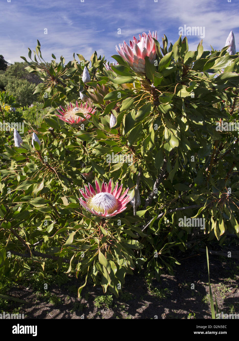 King Protea (Protea cynaroides) a rare shrub of Fynbos in Western Cape, South Africa Stock Photo