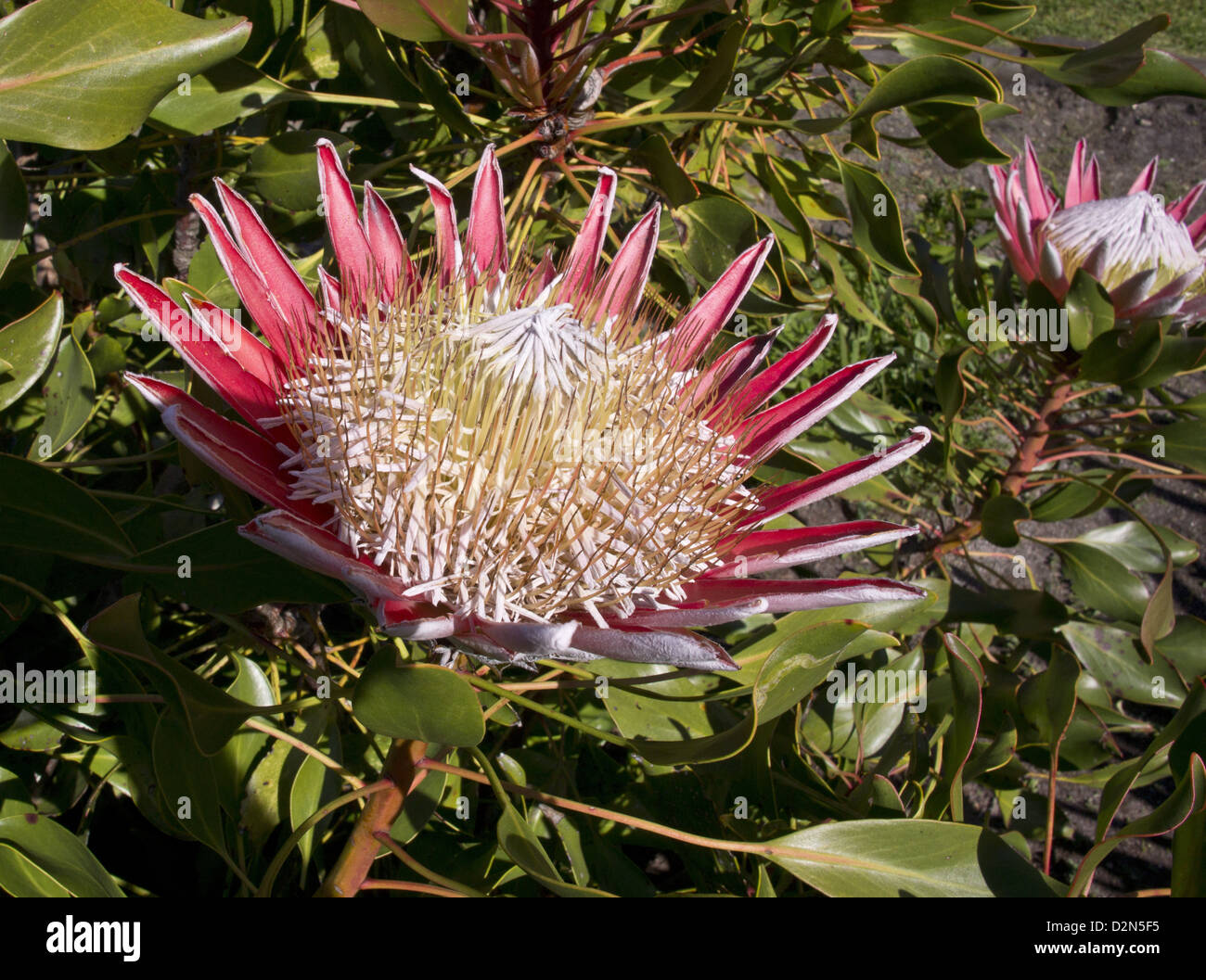 King Protea (Protea cynaroides) close-up, a rare shrub of Fynbos in Western Cape, South Africa Stock Photo