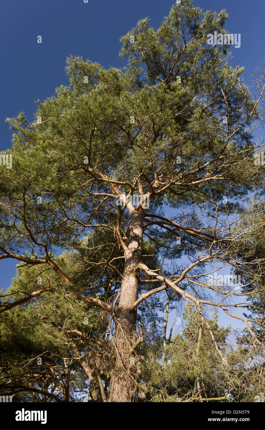 Mature Scots Pine tree (Pinus sylvestris) Dorset, England, UK Stock