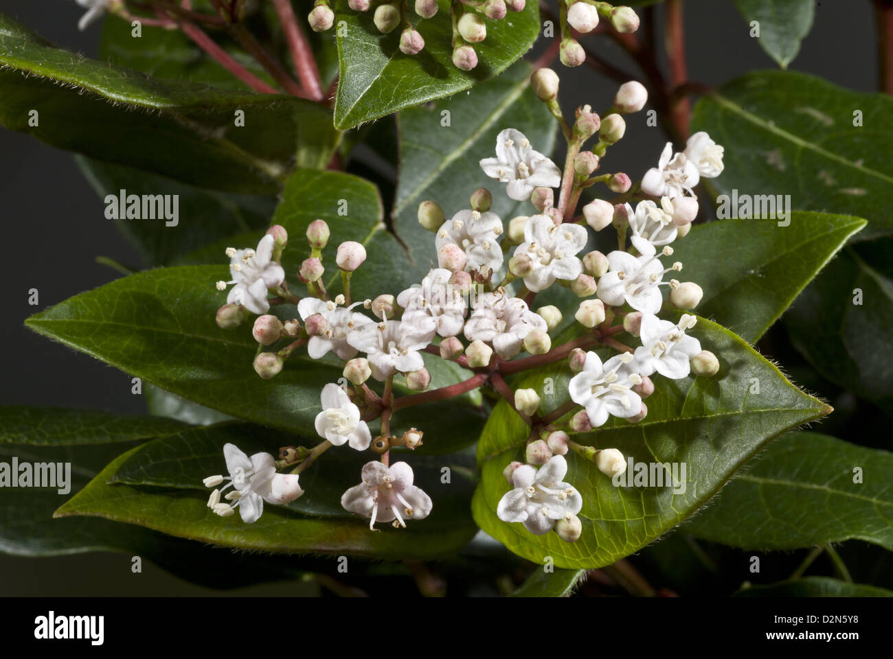 Laurustinus, Viburnum tinus evergreen winterflowering shrub in