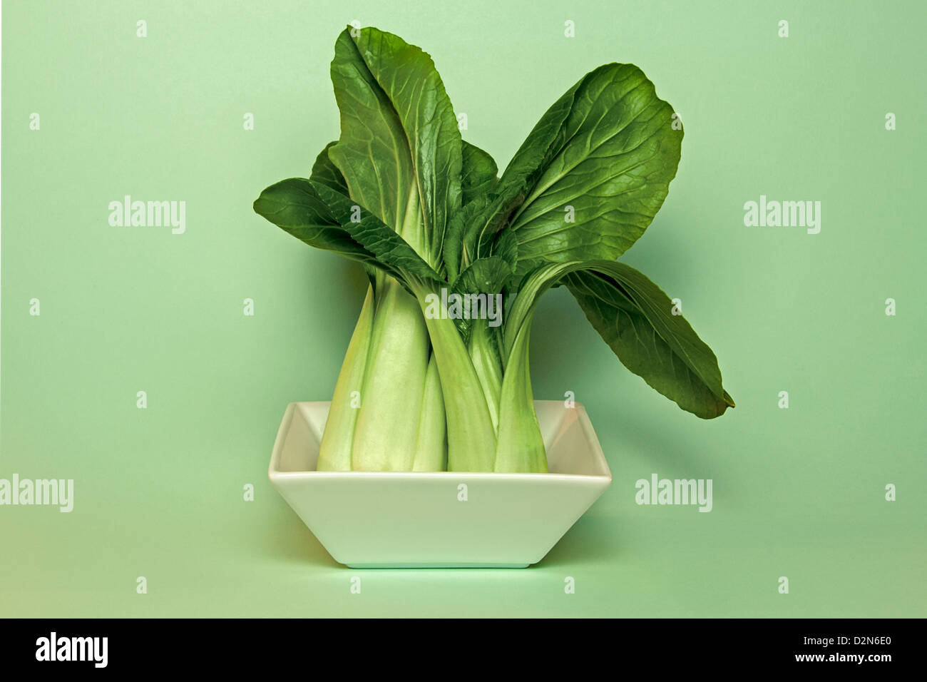 Pair of pak choi in square bowl against a mint green background Stock Photo