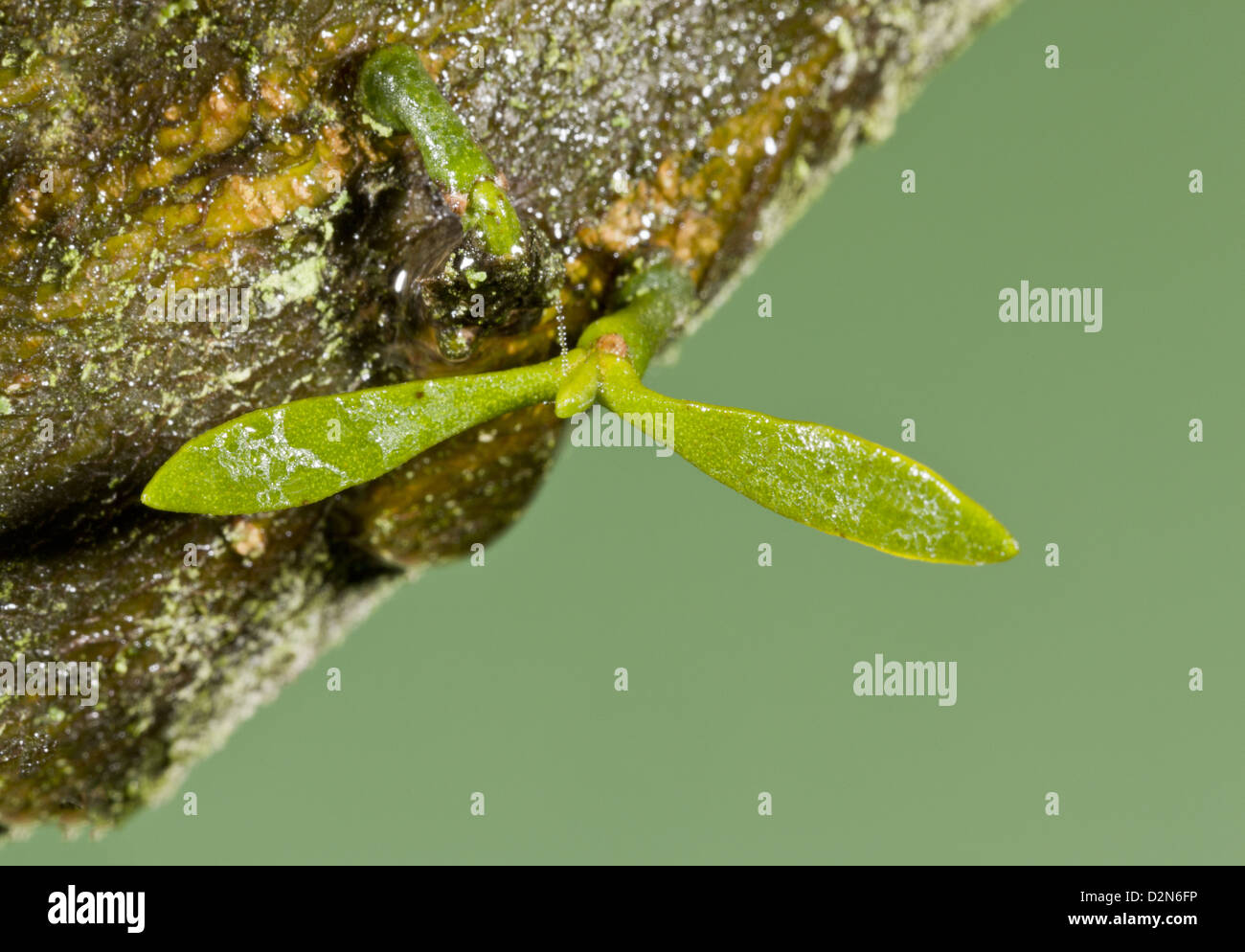 Very young seedling of Mistletoe (Viscum album) with seed-leaves growing on apple bark, close-up, Dorset, England, UK Stock Photo