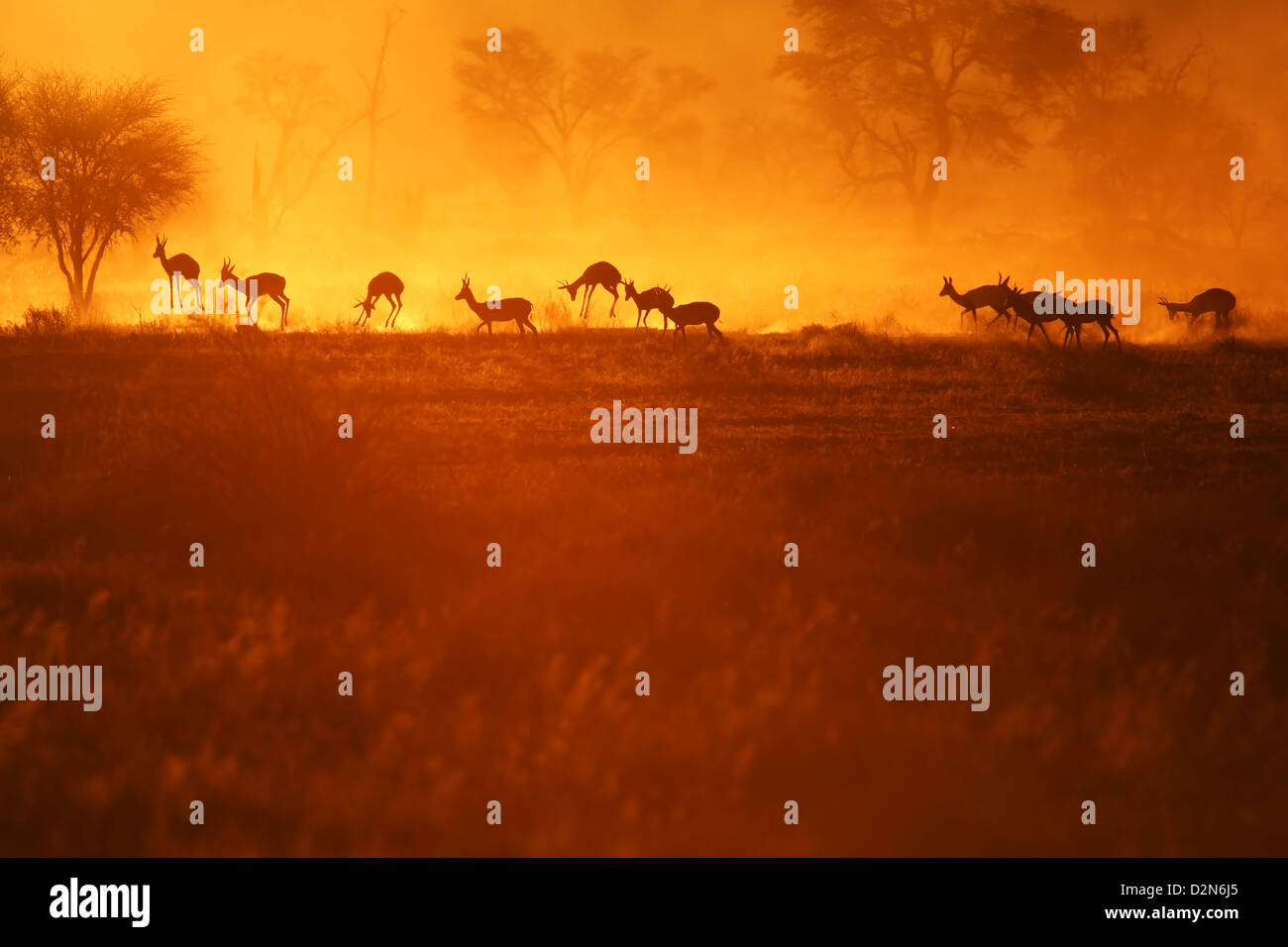 Springbock, springbuck, springbok, Antidorcas marsupiallis, marsupialis, Afrika, africa, Silhouettes, Silhouette Stock Photo