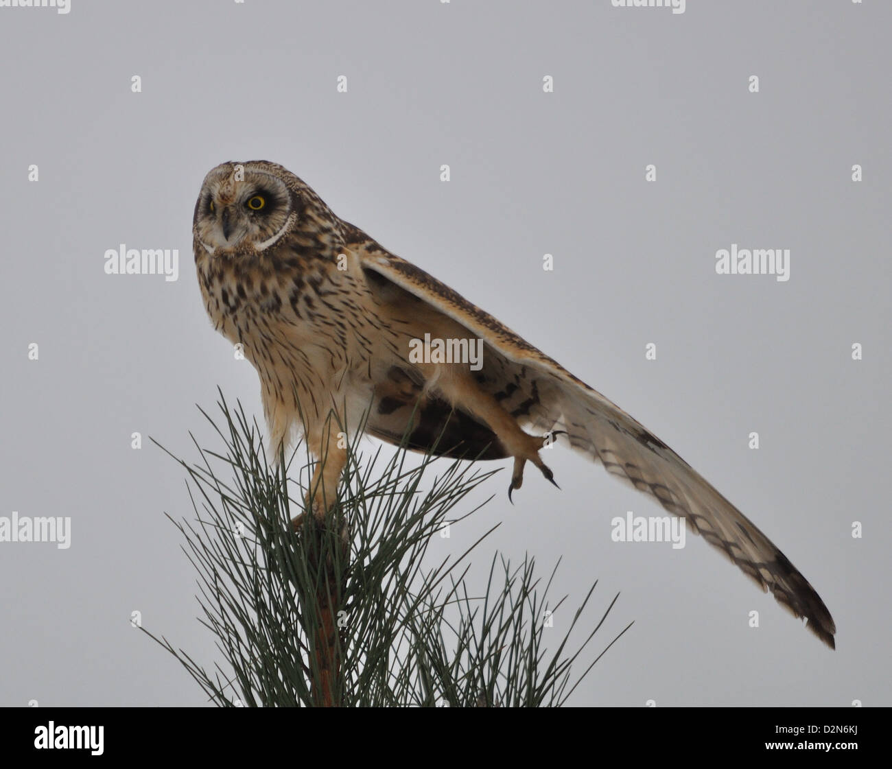 A Short Eared Owl on top of conifer trees. Stock Photo