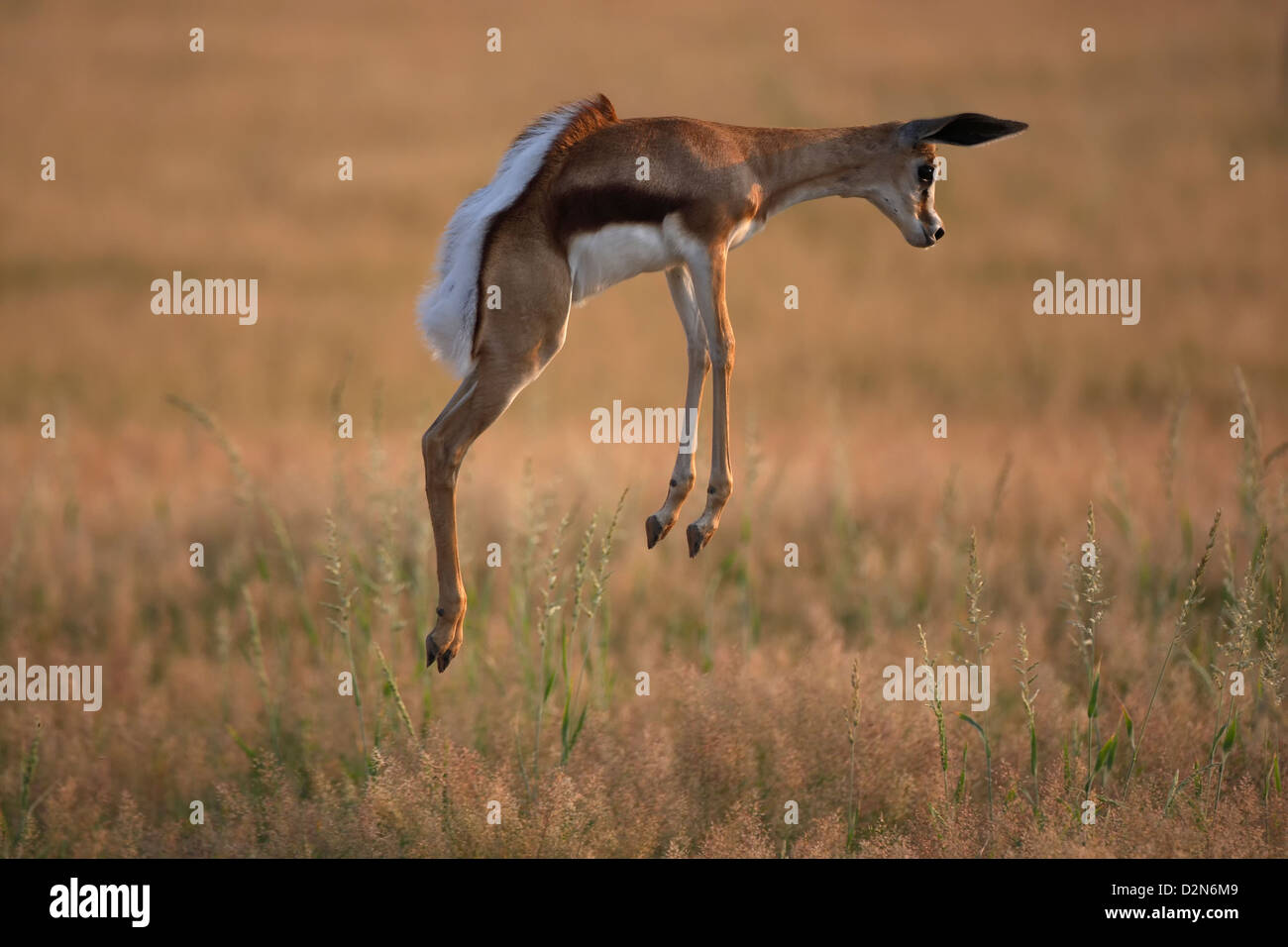 Young Springbock, springbuck, springbok, Antidorcas marsupiallis, marsupialis, Afrika, africa, pronking, jumping, Stock Photo