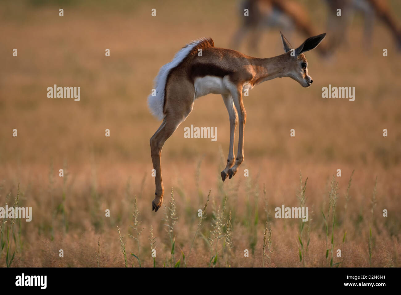 Young Springbock, springbuck, springbok, Antidorcas marsupiallis