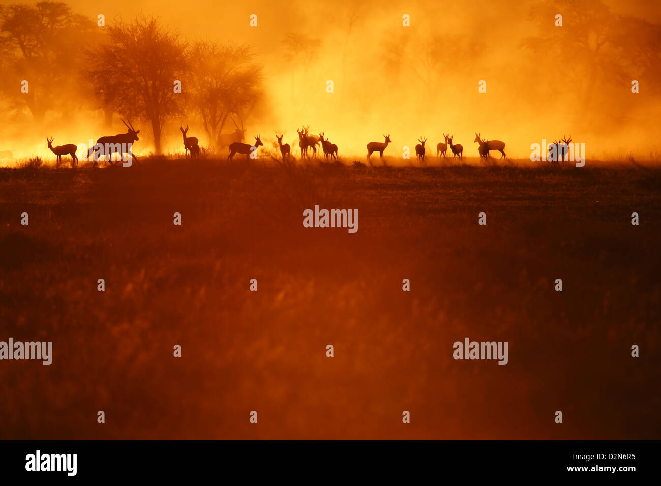 Springbock, springbuck, springbok, Antidorcas marsupiallis, marsupialis, Afrika, africa, Silhouettes, Silhouette Stock Photo