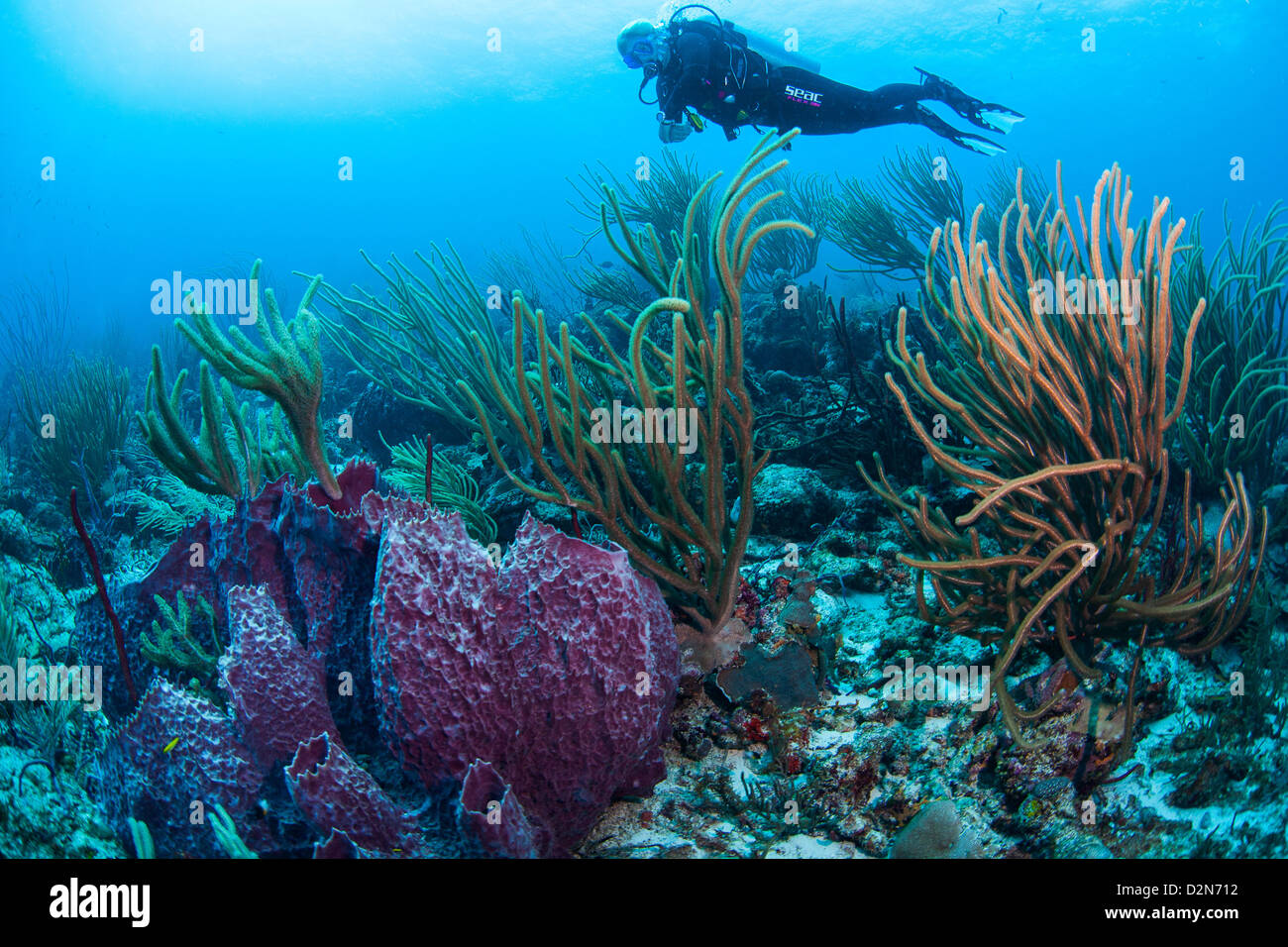 Diver in the crystal clear Caribbean waters of Curacao Stock Photo