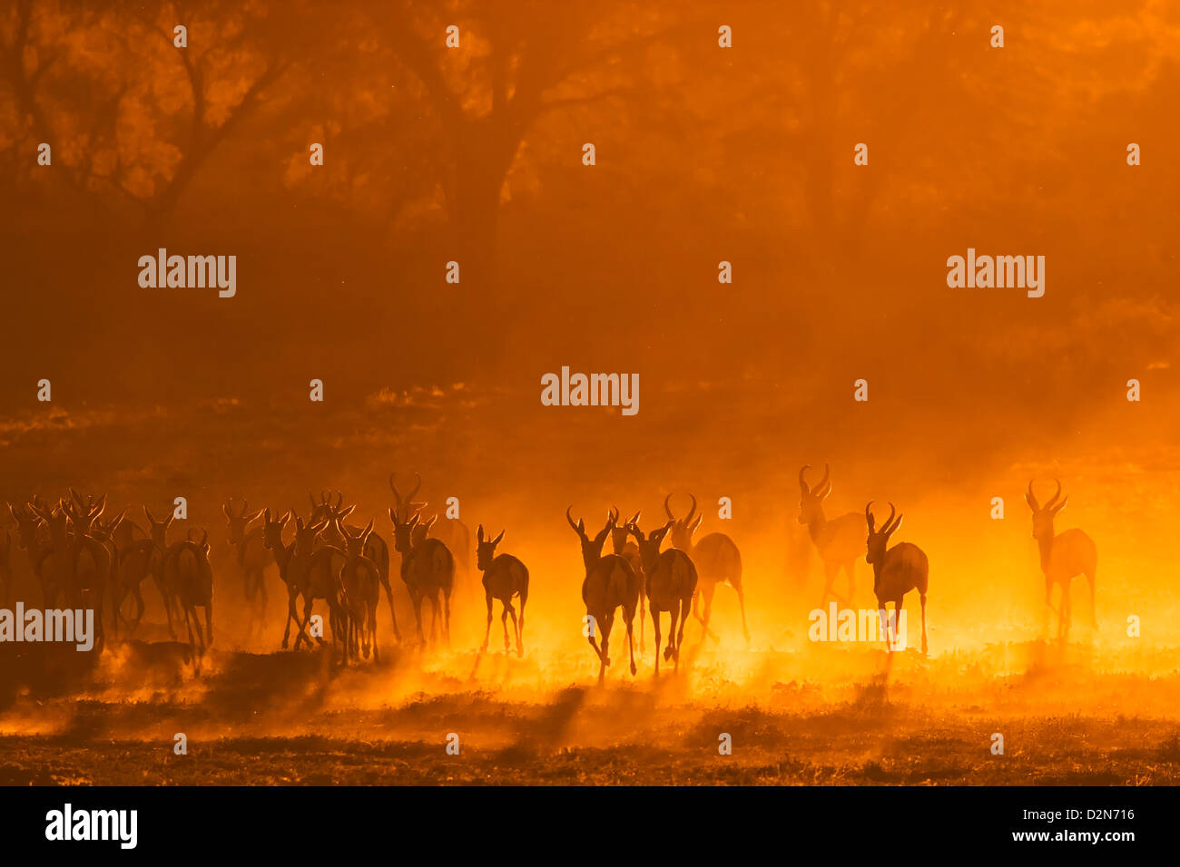 Springbock, springbuck, springbok, Antidorcas marsupiallis, marsupialis, Afrika, africa, Silhouettes, herd of Stock Photo