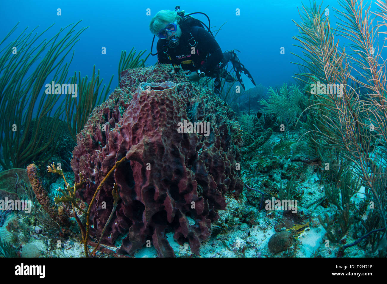 Diver in the crystal clear Caribbean waters of Curacao Stock Photo