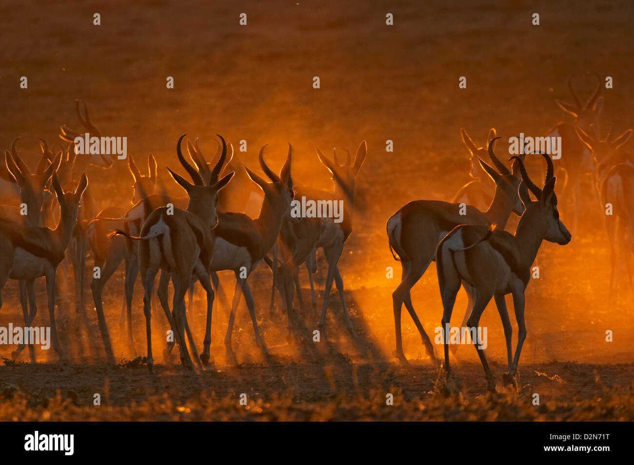 Springbock, springbuck, springbok, Antidorcas marsupiallis, marsupialis, Afrika, africa, dust, dry-season Stock Photo