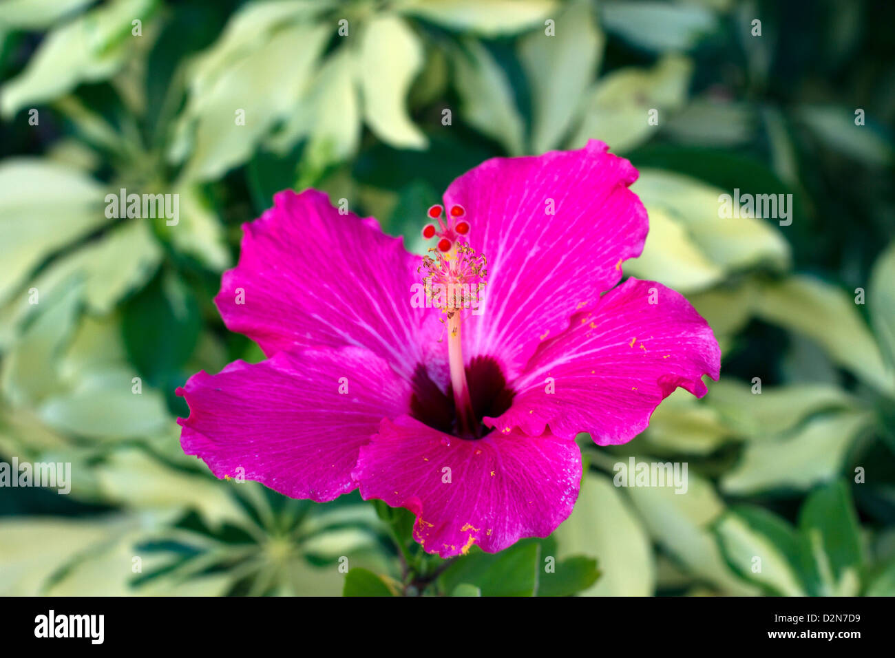Pink Hibiscus flower of Key West Stock Photo Alamy