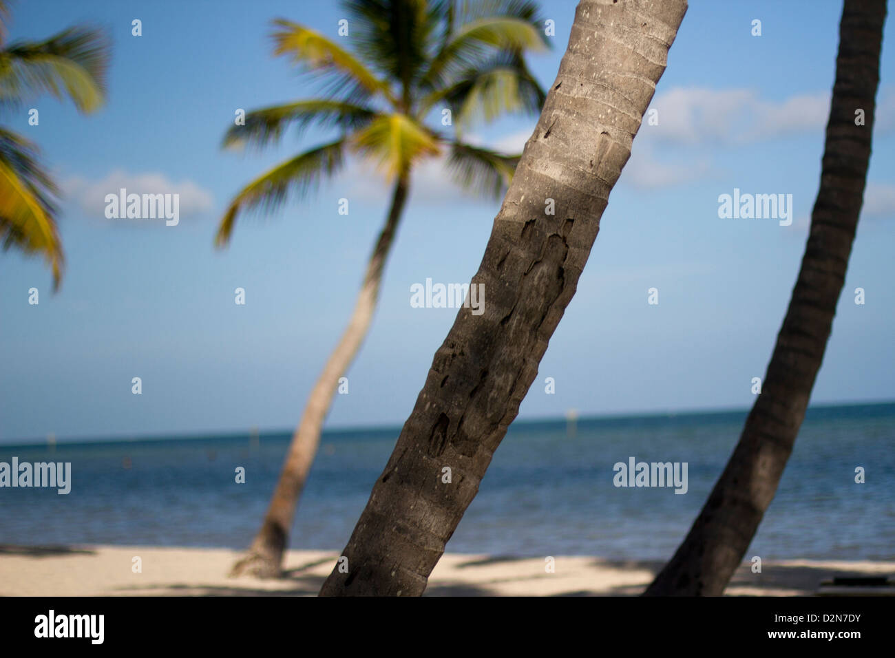 Beach coastline with palm trees hi-res stock photography and images - Alamy