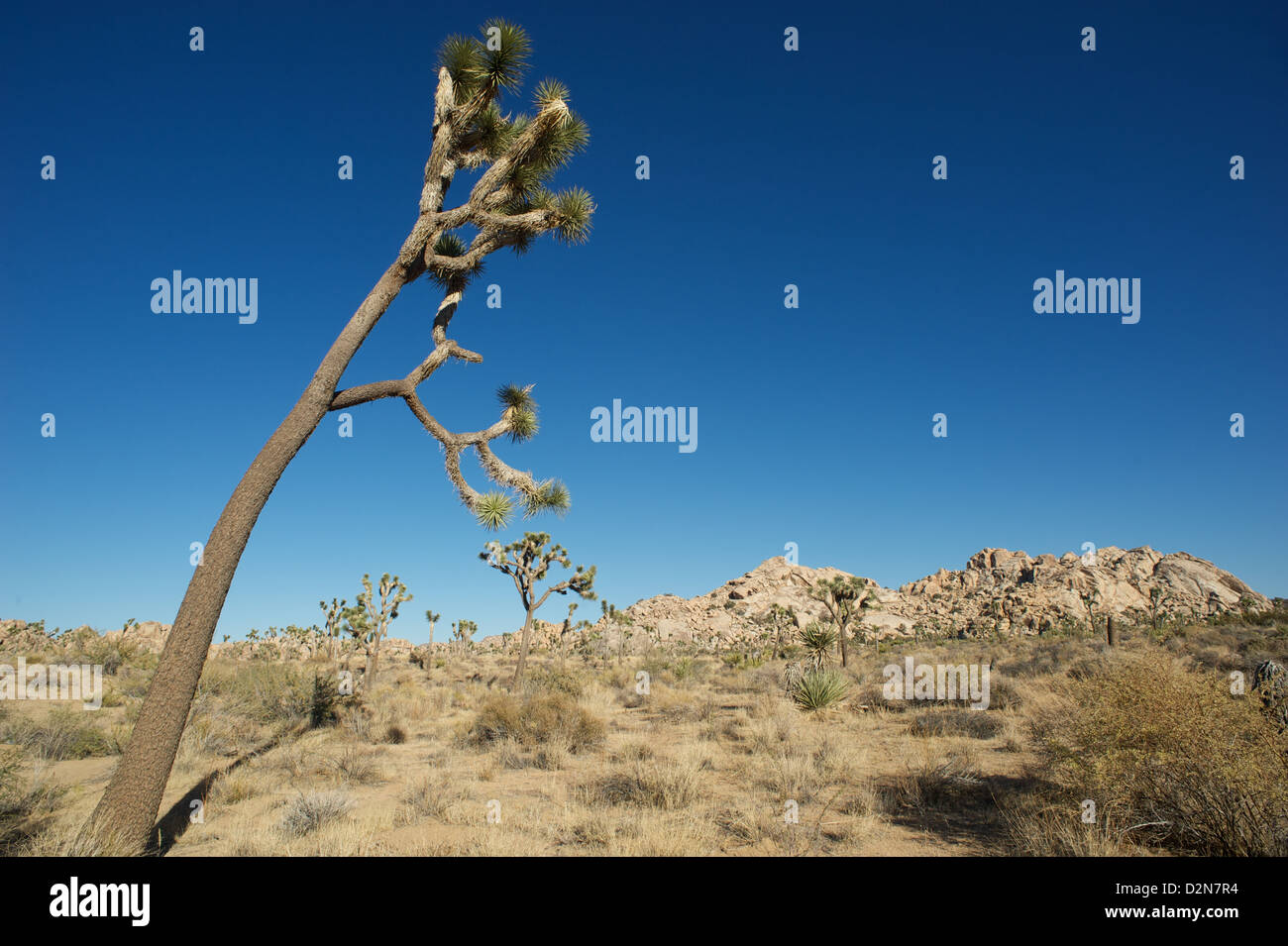 Joshua Tree desert landscape of southern California Stock Photo