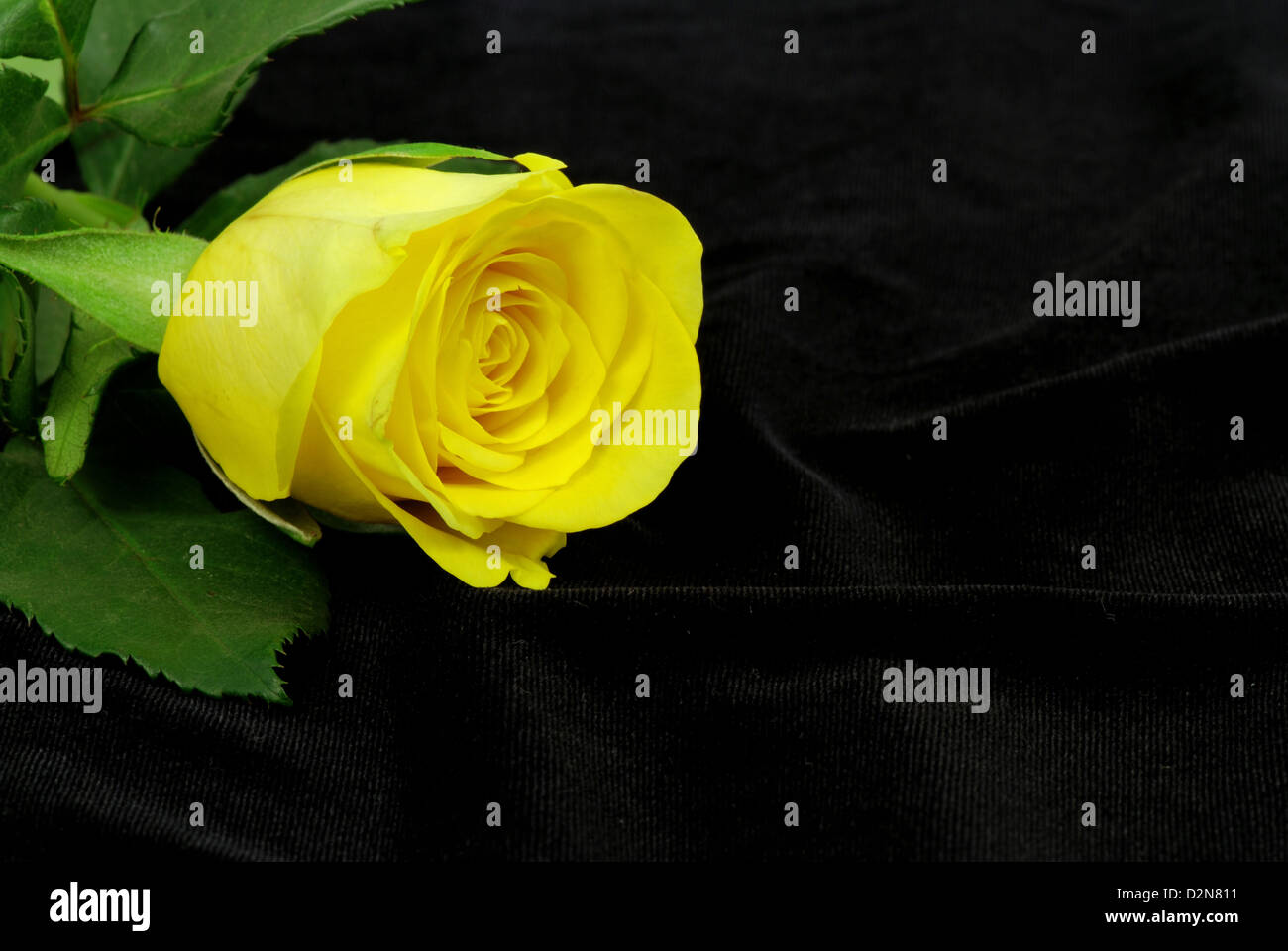 Bloom yellow fragile rose hi-res stock photography and images - Alamy