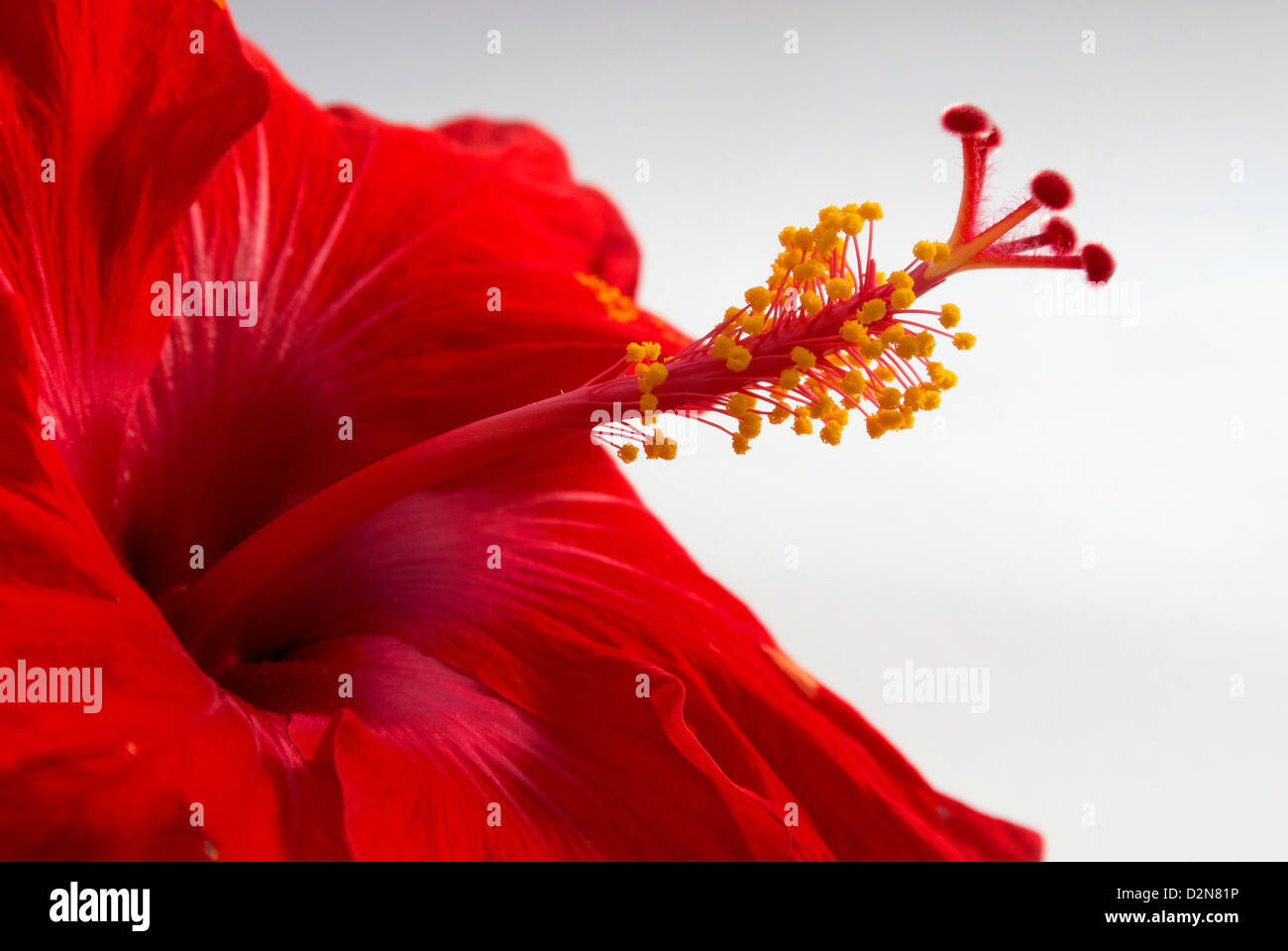 Red hibiscus bloom Stock Photo Alamy