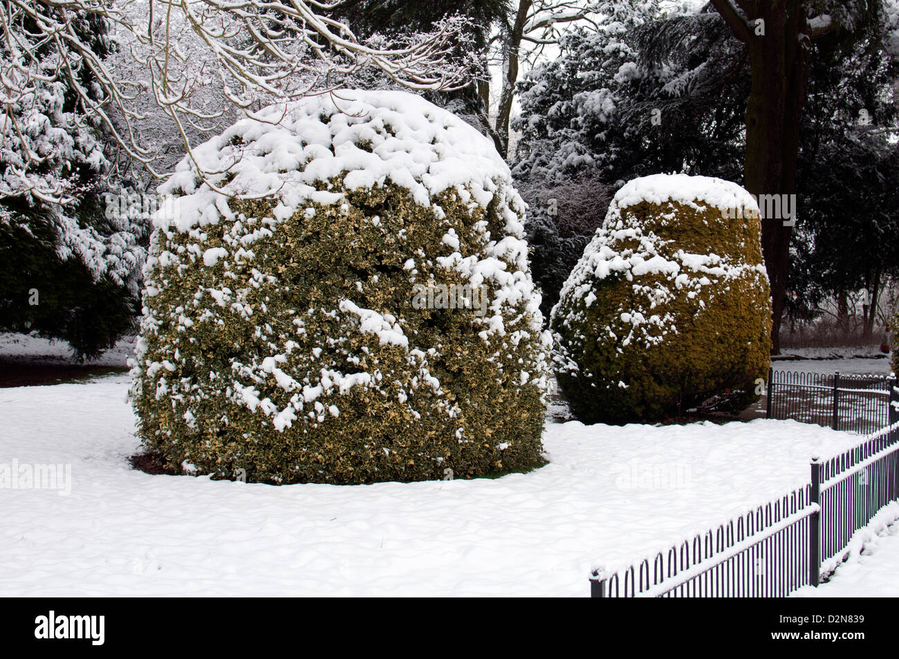 Holly and Yew bushes in winter with snow. Stock Photo