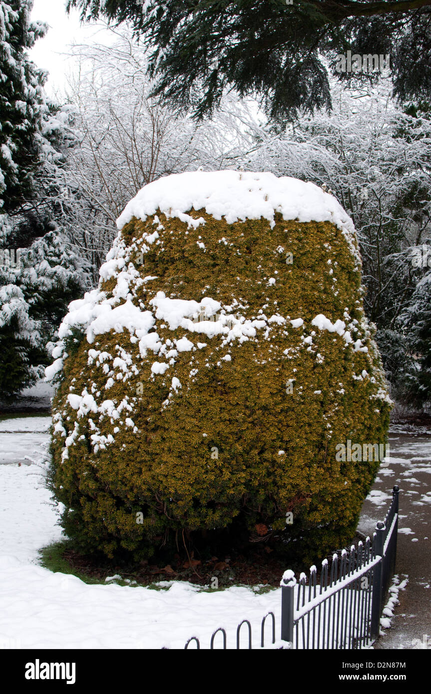 Golden Yew bush in winter with snow. Stock Photo