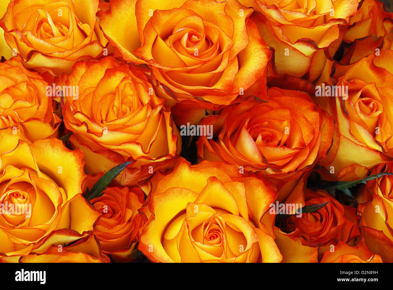 Orange roses with leaves background - natural texture with fresh flower ...