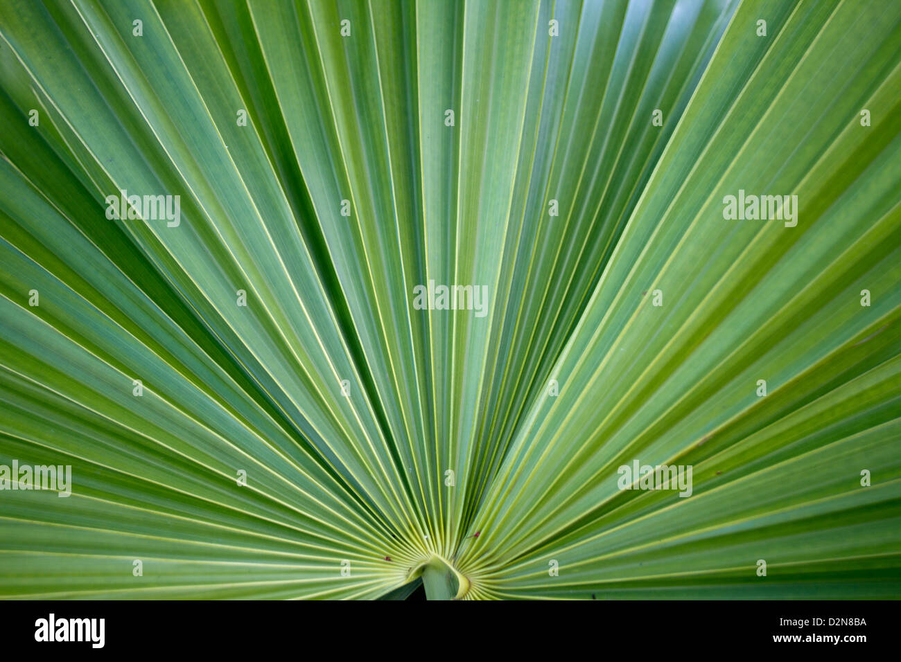 Patterns contained within a Palm leaf or frond Stock Photo - Alamy