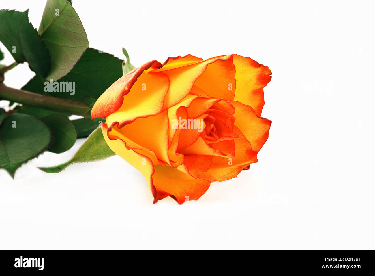 Single orange rose isolated on the white background Stock Photo - Alamy