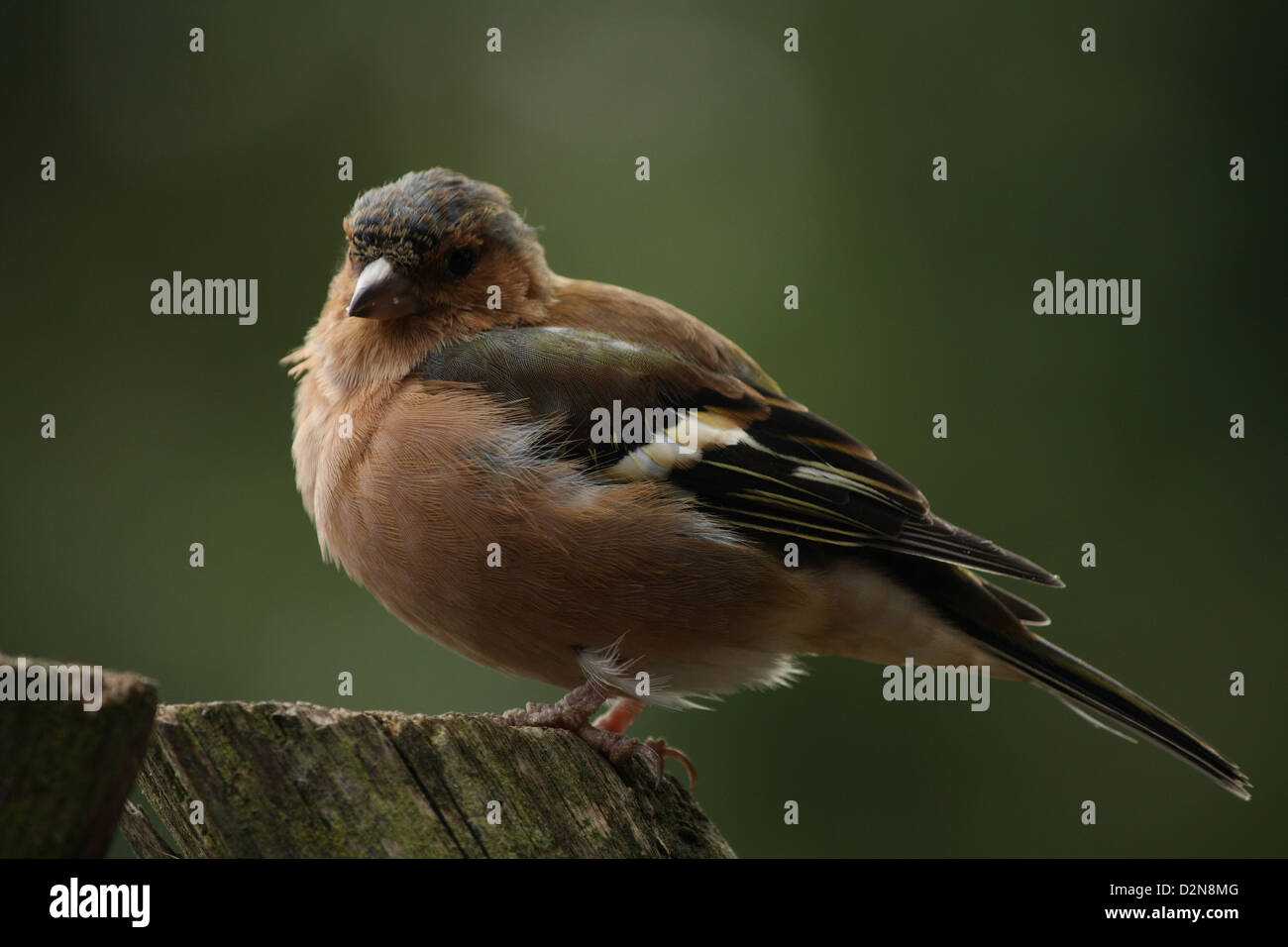 Bird standing on wood Stock Photo Alamy
