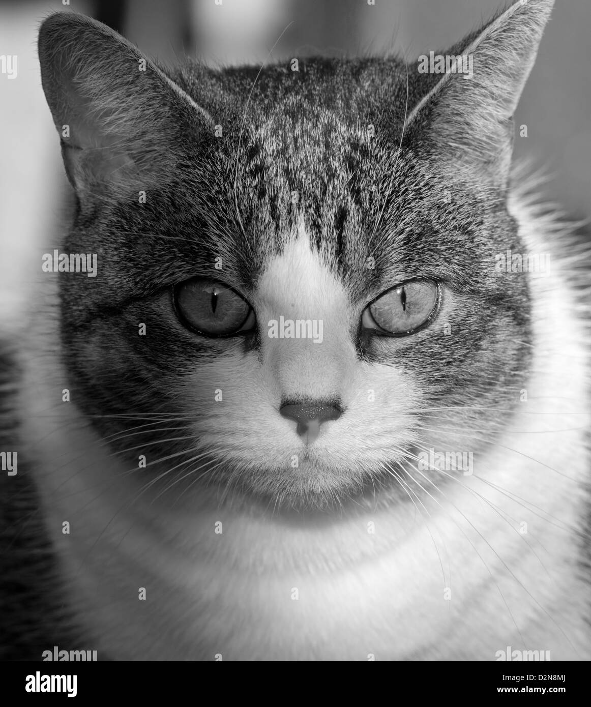 PORTRAIT OF A MACKEREL TABBY DOMESTIC CAT. Felis catus Stock Photo Alamy