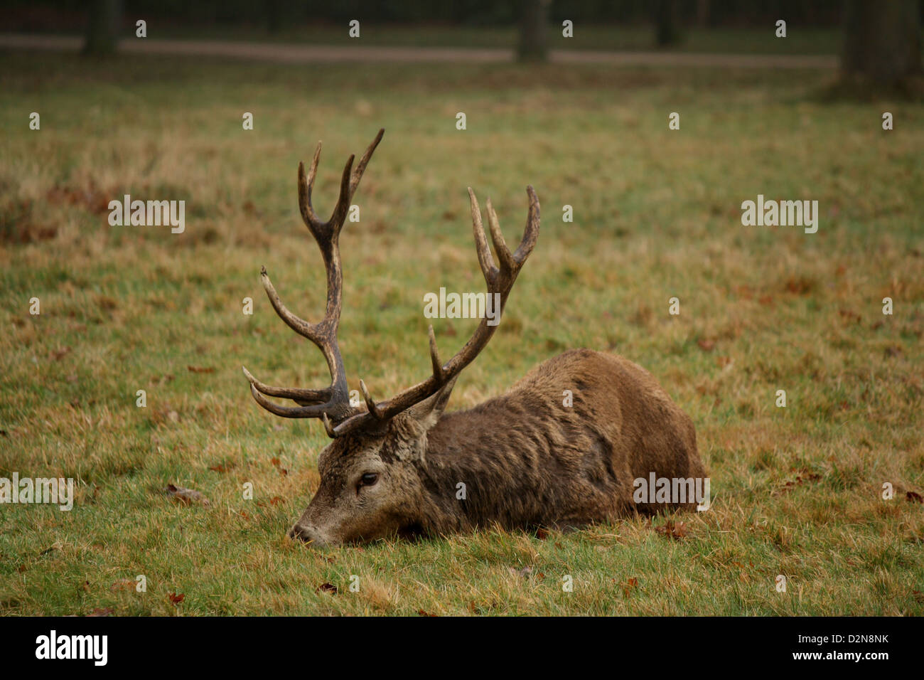 Deer sitting down at Wollaton Hall and Deer Park Stock Photo