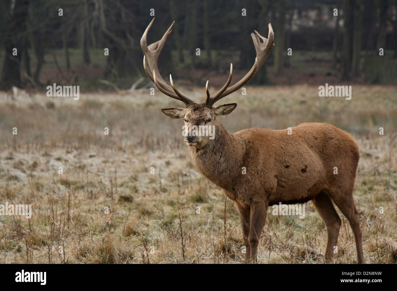 Portrait of a deer at Wollaton Hall and Deer Park Stock Photo