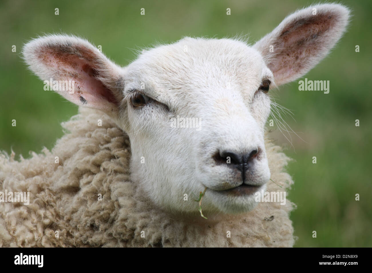 Three quarter portrait of a sheep Stock Photo