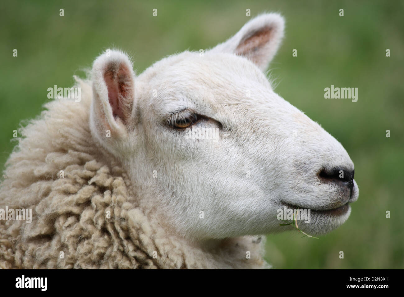 Side profile portrait of a sheep Stock Photo