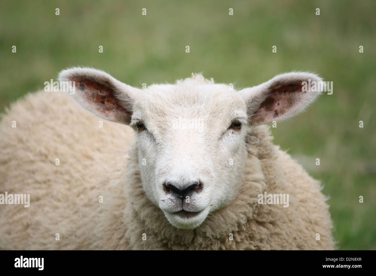 Portrait of a sheep Stock Photo