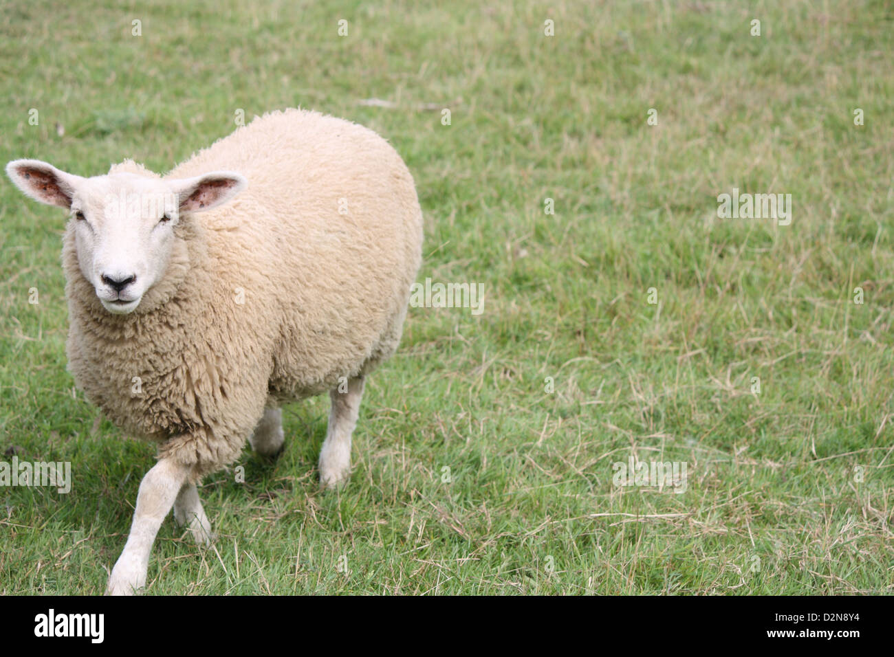 A sheep walking towards the camera in a grass field. Stock Photo